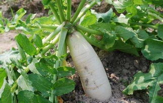 怎樣使白色的衣服變白