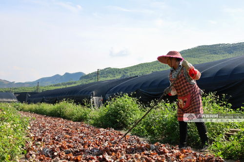 激活鄉(xiāng)村振興新動能 柳南區(qū)太陽村鎮(zhèn)積極發(fā)展特色產(chǎn)業(yè)