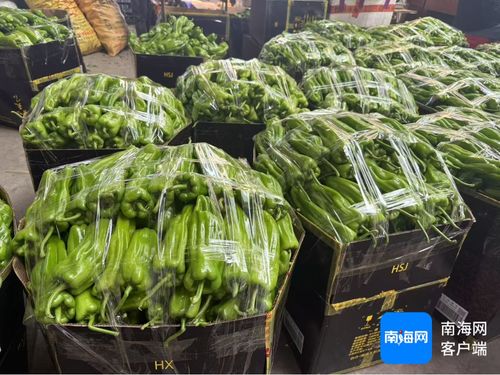 公益海南 媒美與共丨?？谑胁嘶@子江楠農產品批發市場擴大本地菜免費銷售區 助力椒農 拓銷路