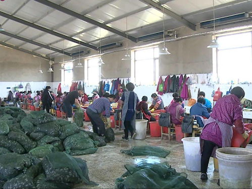 放心水產(chǎn)苗種放心養(yǎng)