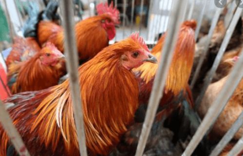 香港暫停從法國 英國 德國和韓國部分地區(qū)進口禽肉及禽類產(chǎn)品