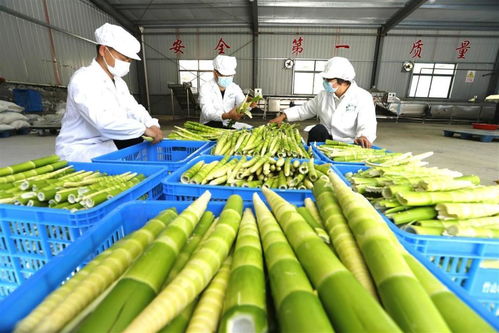 竹山農(nóng)產(chǎn)品借力商會走進(jìn)北京 家禽產(chǎn)業(yè)的成功突圍