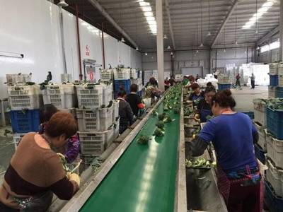 舌尖上的生菜盛宴，小作物里的藍海市場 北京鼎豐如何引領中國生菜新方向